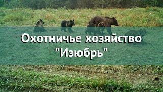 Охота в Тверской области – Охотничье хозяйство "Изюбрь" охота на лося в Тверской области