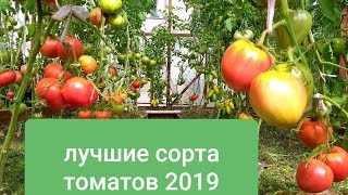 Лучшие сорта томатов 2019/Обзор в моей теплице 14 июля