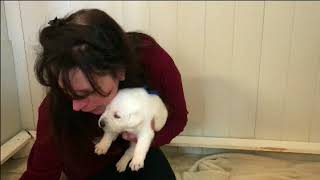 Early Scent Training with Tala and Blizzard's Labrador Litter