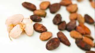Theobroma cacao