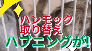 【デグー】日常 ハンモックハプニング
