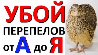 Убой ПЕРЕПЕЛОВ и их разделка в домашних условиях от А до Я
