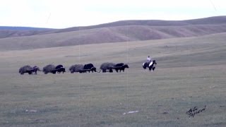 Охота на тарбагана. Бодок / Marmot hunting. Bodog - a local way to cook