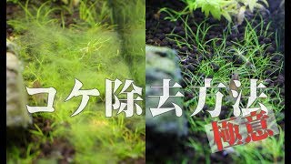 #57.コケはなぜ消えない？３つのコケ除去方法 Why doesn't algae disappear? Three algae removal methods