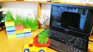 КАК СДЕЛАТЬ ЖИВОЙ УГОЛОК ЗА КОМПЬЮТЕРНЫМ СТОЛОМ