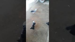 Baki Goyercinleri Бакинские Голуби Baku Pigeons..  2019