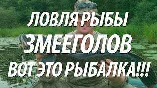 РЫБАЛКА НА РЫБУ ЗМЕЕГОЛОВ. КАК ЛОВЯТ ЗМЕЕГОЛОВА НА ДАЛЬНЕМ ВОСТОКЕ