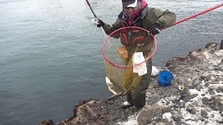 シリーズ浜名湖68  50Cm年無クロダイの締め込み