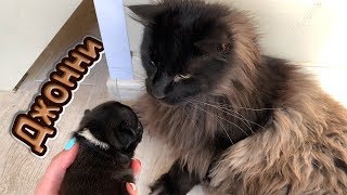 МИЛЫЙ ЩЕНОК ЗНАКОМИТСЯ С КОШКАМИ