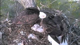 dad chases, catches bird: decorah eagles 4-4-2012