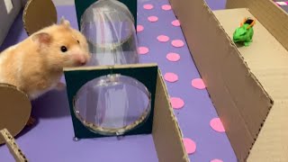 HAMSTER en LABERINTO de 9 NIVELES con DINOSAURIOS! Súper Agente 100 aventuras con familia humana