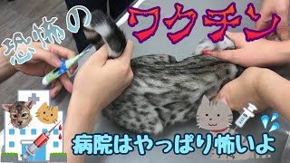 ベンガルの子猫がワクチンで獅子舞になるお話【ねこつる】