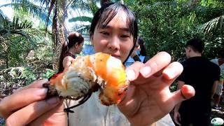 Miền Tây BẮT TÔM Vui Hơn Ngày TẾT - Hương Vị Đồng Quê - Bến Tre - Miền Tây