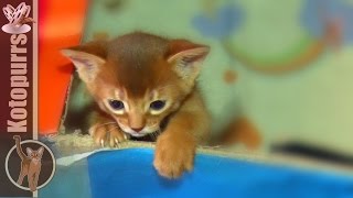 Абиссинские котята вылезают из коробки [kotopurrs]