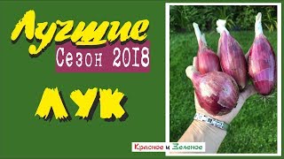 Репчатый лук и лук-порей. Итоги сибирского сезона.