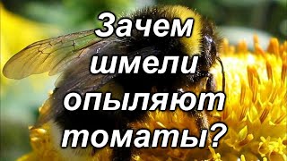 Зачем шмели опыляют томаты?