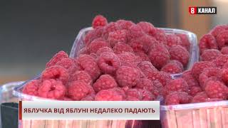 Яблучка від яблуні недалеко падають