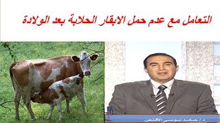 التعامل مع عدم حمل الابقار الحلابة بعد الولادة