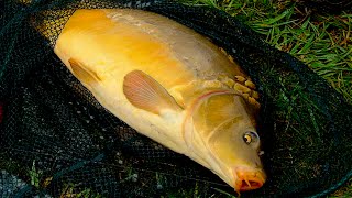 Ловля крупного карпа на кукурузу поплавочной удочкой / Carp fishing with corn