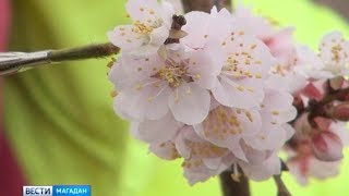 На Колыме впервые планируют вырастить в промышленном масштабе малину, жимолость и смородину