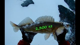 За судаком.  Ловля судака зимой на крупные мормышки с подсадкой малька.