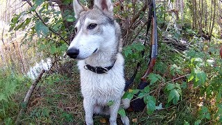 Охота на уток и поиск рябчиков с Напарником (Будни охотника и рыбака)