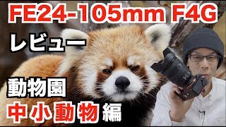 【SONY FE 24-105mm F4 G OSS】動物園撮影レビュー【中小哺乳動物：レッサーパンダ・サーバル・ミーアキャット】
