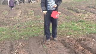 (24)Демонстрация работы ручной сажалки для лука , чеснока , фасоли . . .