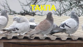 09.12.19. Мои голуби Такла тренировка. My pigeons Takla training