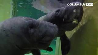 Rescued Manatee Calves at Columbus Zoo