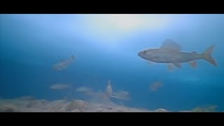 РАЙ ДЛЯ РЫБАЛКИ | Зимняя рыбалка на реке Каа-Хем, Тыва | Рыбалка на хариуса в Сибири