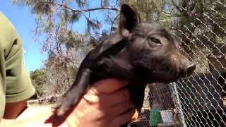 Piglet castration