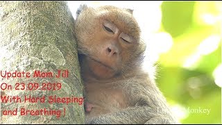 Look Mom Jill Is Hard To Walk and Sleep | Pity Mom Jill Look Hard To Breathing Alone 0n The Tree.