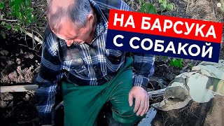 Как мы ловили барсука с норными собаками