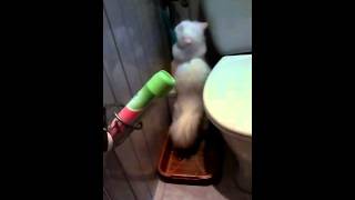 Кошка какает стоя! ПРИКОЛ!