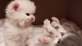 子猫を無人撮影してみた｜Voyeur kitten【ASMR】