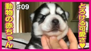 【動物の赤ちゃん】とろける可愛さ♡ Babyアニマル動画集【癒し】 #09