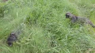 Кролик с котиком гуляют на зеленой травке Видео для детей
