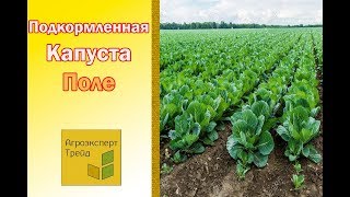 Капуста ?, подкормленная гуматом и микроудобрениями ?