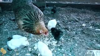 Mother Hen  Calling Her Baby Chickens To Eat Boiled Egg - AGROKOTA.GR