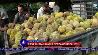 Pasokan Durian Sidikalang Melimpah - NET12