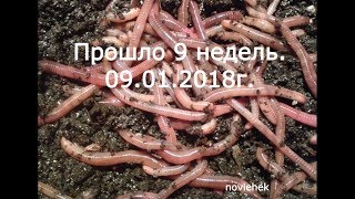 Разведение Дендробены из коконов.  Прошло 9 недель .