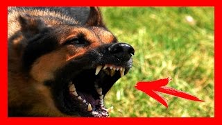 СОБАКИ РАССТЕРЗАЛИ 7 ЛЕТНЕГО МАЛЬЧИКА