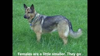 German shepherd history and description WORKING LINE