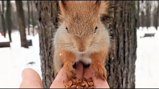 Ушастик не дал покормить Рыжую / The Ushastik did not let the Redhead feed