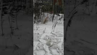 Вот результаты деятельности компании "Горняк" в г. Невельск Сахалинской области.