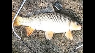 САЗАН ЕСТЬ!!!Рыбалка на реке Кубань Краснодарский край
