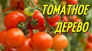 Начинаем выращивать Томатное дерево./ОГОРОД НАД ЗЕМЛЁЙ.