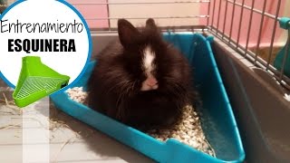 ENTRENAMIENTO ESQUINERA CONEJO | Peque Bunnies