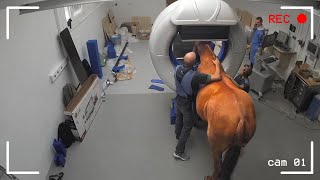 НЕВЕРОЯТНЫЕ МОМЕНТЫ, СНЯТЫЕ НА КАМЕРУ